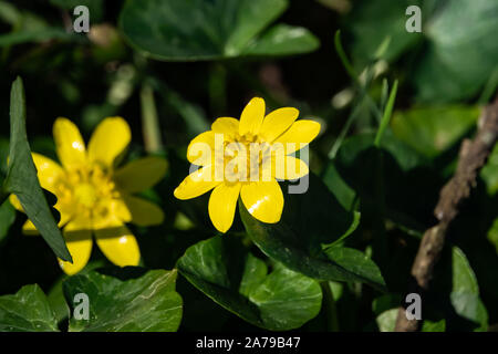 Scharbockskraut Blüte in der Blüte im Winter Stockfoto