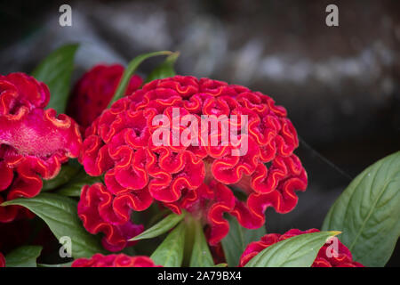 Cockscomb, Chinesisch Wolle Blume, Celosia argentea L. var. cristata L. Kuntze Stockfoto
