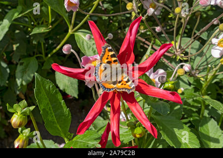 Nahaufnahme von kleinen Schildkrötenschmetterling auf roten Stern Dahlia Blume Blumen im Sommergarten England Großbritannien Großbritannien GB Großbritannien Stockfoto