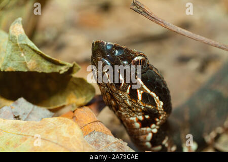 Cottonmouth #1 Stockfoto