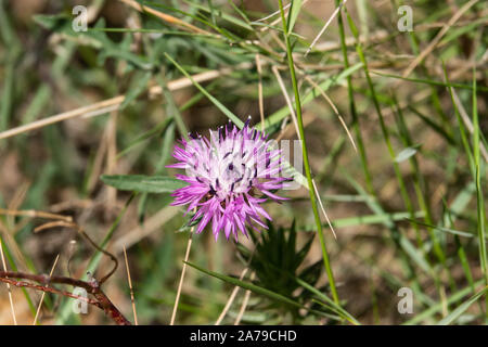 Flockenblume Blumen in voller Blüte im Frühling Stockfoto