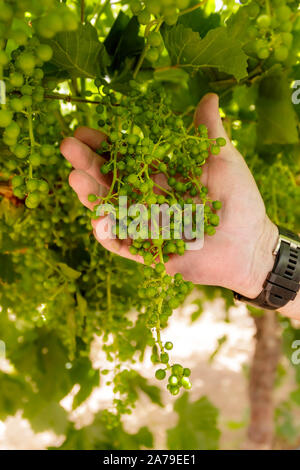 Trauben am Weinstock in einem natürlichen Northern Cape südafrikanischen Weinberg Stockfoto