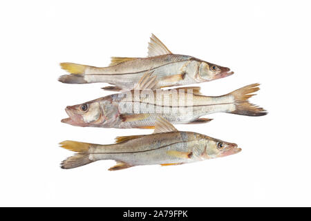 Big Bouche Meer Fisch Trinidad Karibik isoliert in weißen Hintergrund Silber mit schwarzem Streifen Stockfoto