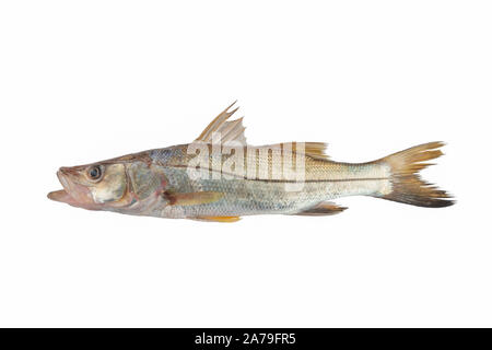 Big Bouche Meer Fisch Trinidad Karibik isoliert in weißen Hintergrund Silber mit schwarzem Streifen Stockfoto