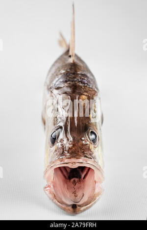 Big Bouche Meer Fisch Trinidad Karibik isoliert in weißen Hintergrund geöffneten Mund Vorderansicht Stockfoto