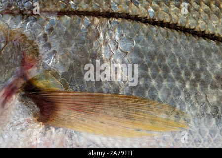 Nahaufnahme von Bouche Meer Fisch Trinidad Karibik isoliert auf weißem Hintergrund Stockfoto