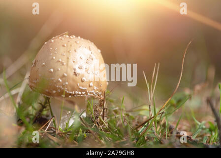 Amanita Pantherina, auch genannt panther Kappe, im Wald. Stockfoto
