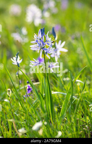 Camas und larkspur in einer Wiese, Wallowa - Whitman National Forest, Oregon. Stockfoto