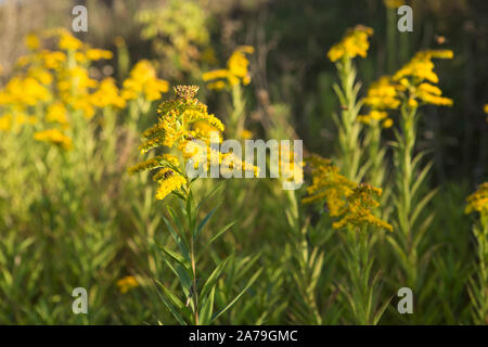 Solidago virgaurea. Gelbe blumen Goldrute normalen natürlichen Hintergrund Stockfoto