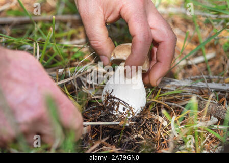 Hand ist Rippen aus einem Pilz Steinpilz. Pilzesammeln Saison. Steinpilze. Pilze sammeln im Wald. Stockfoto