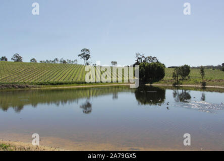 Adelaide. 23 Okt, 2019. Foto am Okt. 23, 2019 zeigt einen Weinberg von Nova Vita Gruppe in Adelaide, South Australia. Während die Eröffnungs-China International Import Expo (CIIE) letztes Jahr brachte ihn 'durchschlagenden Erfolg', Geschäftsführer der Nova Vita Gruppe in Südaustralien Mark Kozned erwartet mehr Leistungen bei der zweiten CIIE zu sehen. Die Firma wird ihren Shop auf Chinas online retailing website JD.com. starten Credit: Bai Xu/Xinhua/Alamy leben Nachrichten Stockfoto