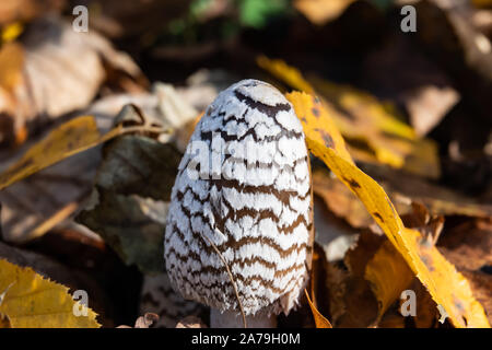 Magpie Inkcap Pilz im Herbst Stockfoto