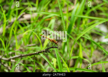 Meadowhawk Dragonfly thront auf Blatt im Sommer Stockfoto