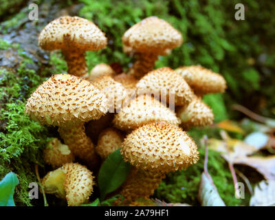 Gruppe von Shaggy Scalycap Pilze, Pholiota squarrosa, wachsen im Wald, Herbst, Großbritannien Stockfoto