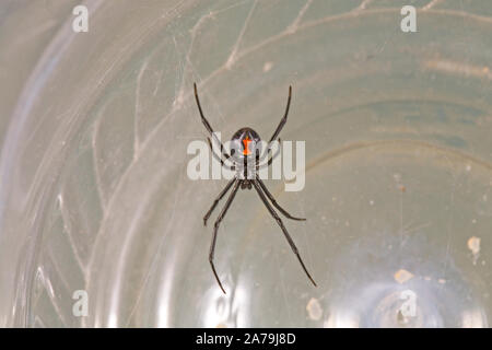 Nahaufnahme eines Western Black Widow Spider, Latrodectus hersperus. Stockfoto