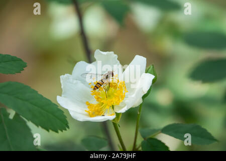 Marmalade Hoverfly auf wilde Rose Blume im Frühling Stockfoto