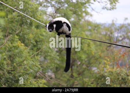 Männliche Schwarze & Weiße Vari (Varecia variegata) Stockfoto
