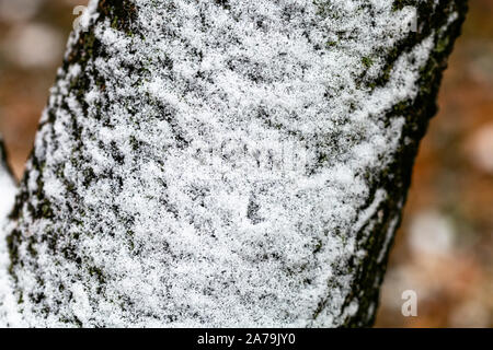 Der erste Schnee am Stamm der alten Apfelbaum in der Nähe auf Herbst Tag Stockfoto