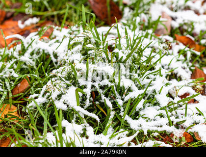Grüne Gras durch den ersten Schnee, der auf Rasen mit Laub auf kalten Herbsttag Stockfoto