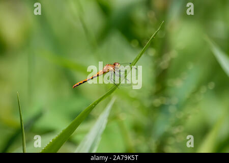 Meadowhawk Dragonfly thront auf Blatt im Sommer Stockfoto