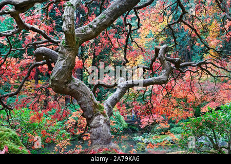 Ein alter japanischer Ahornbaum in den weltberühmten japanischen Gärten in Portland, Oregon, im Herbst. Stockfoto