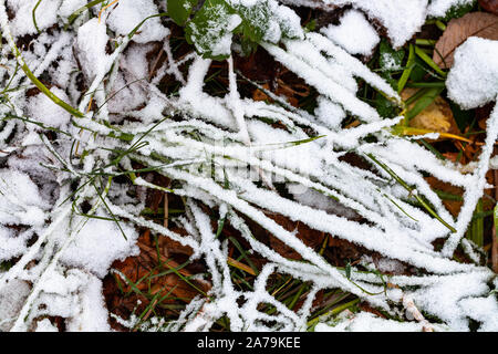 Der erste Schnee grüne Gras auf der Wiese kalten Herbst Tag Stockfoto