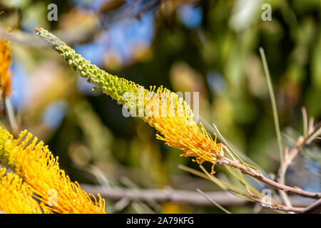 Western Australien wildflowers - in der Nähe von beeindruckenden gelbe Blume Kopf Stockfoto