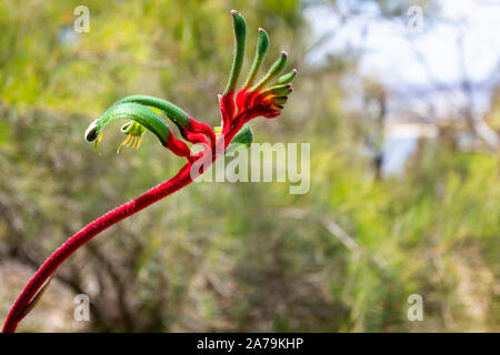 In der Nähe der atemberaubenden roten und grünen Australian Kangaroo Paw Blume Kopf Stockfoto