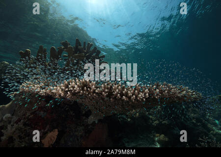 Faszinierende Unterwasserwelt von maratua Island in Ost Kalimantan, der Sulwaesi Meer. Stockfoto