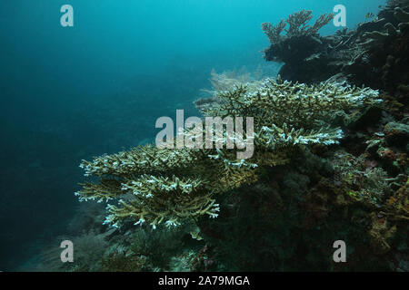 Faszinierende Unterwasserwelt von maratua Island in Ost Kalimantan, der Sulwaesi Meer. Stockfoto