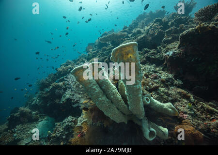 Faszinierende Unterwasserwelt von maratua Island in Ost Kalimantan, der Sulwaesi Meer. Stockfoto