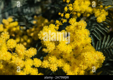Mimosa Blumen in voller Blüte im Winter Stockfoto