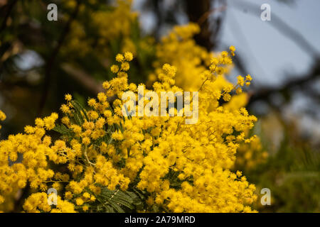 Mimosa Blumen in voller Blüte im Winter Stockfoto