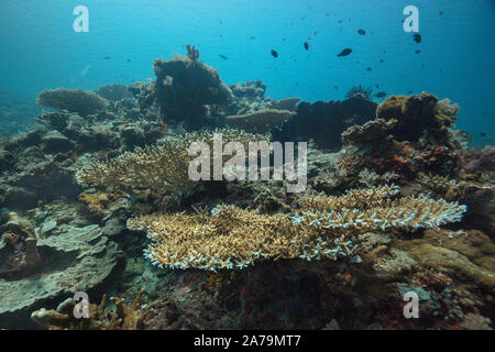 Faszinierende Unterwasserwelt von maratua Island in Ost Kalimantan, der Sulwaesi Meer. Stockfoto