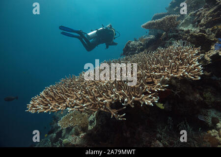 Faszinierende Unterwasserwelt von maratua Island in Ost Kalimantan, der Sulwaesi Meer. Stockfoto