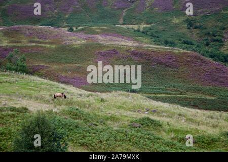 Schottische Pferd Weiden in einem Feld von Heather in den Highlands Stockfoto