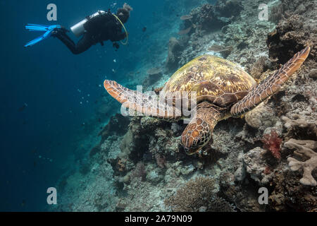 Faszinierende Unterwasserwelt von maratua Island in Ost Kalimantan, der Sulwaesi Meer. Stockfoto