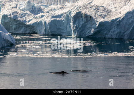 Wale in Ilulissat (Grönland) Stockfoto