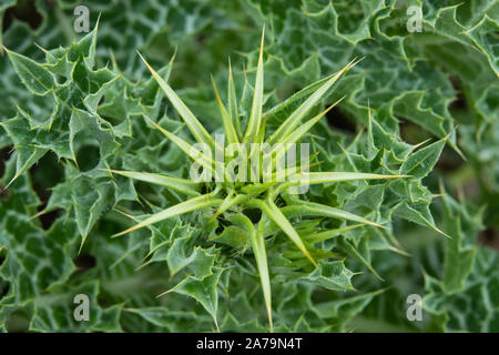 Mariendistel Blüte im Frühling Stockfoto