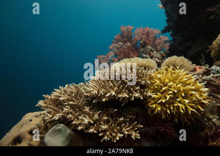 Faszinierende Unterwasserwelt von maratua Island in Ost Kalimantan, der Sulwaesi Meer. Stockfoto