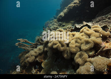 Faszinierende Unterwasserwelt von maratua Island in Ost Kalimantan, der Sulwaesi Meer. Stockfoto