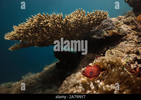 Faszinierende Unterwasserwelt von maratua Island in Ost Kalimantan, der Sulwaesi Meer. Stockfoto