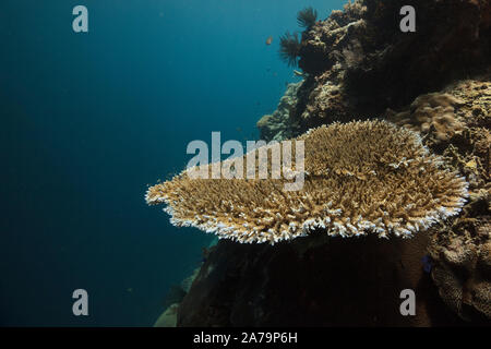 Faszinierende Unterwasserwelt von maratua Island in Ost Kalimantan, der Sulwaesi Meer. Stockfoto