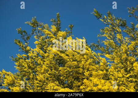 Mimosa Blumen in voller Blüte im Winter Stockfoto