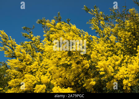 Mimosa Blumen in voller Blüte im Winter Stockfoto
