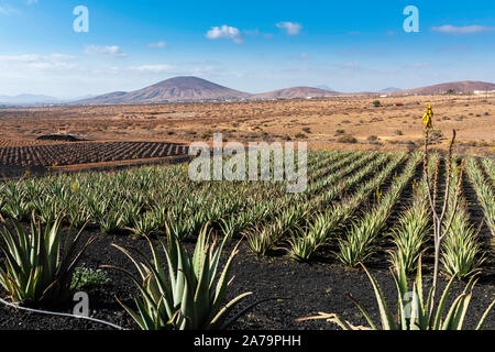 Aloe Vera wächst auf der Insel Fuerteventura auf den Kanarischen Inseln Stockfoto