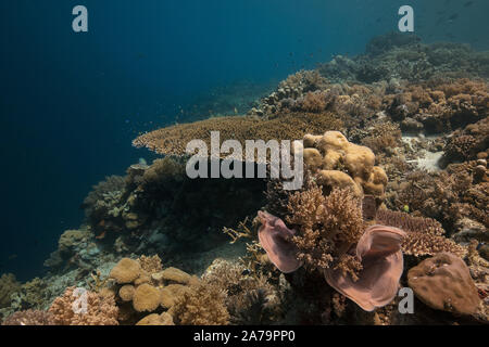 Faszinierende Unterwasserwelt von maratua Island in Ost Kalimantan, der Sulwaesi Meer. Stockfoto