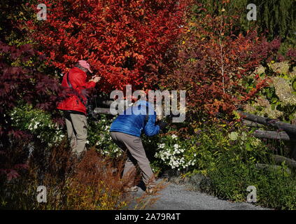 Boothbay, ME/USA - Oktober 19, 2019: Fotografen, die Nahaufnahme Fotos der Herbst Laub Stockfoto