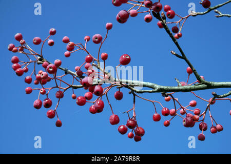 Sorbus zahlbruckneri, rote Beeren gegen blauen Himmel Zweig mit Beeren Stockfoto