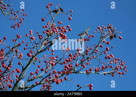 Sorbus zahlbruckneri, rote Beeren gegen den blauen Himmel Stockfoto